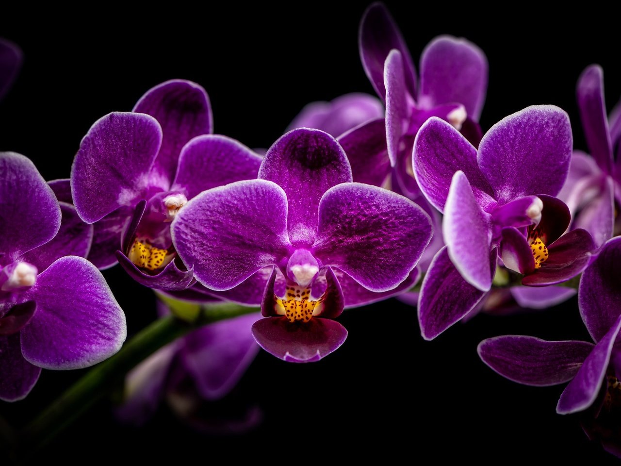 Обои ветка, черный фон, орхидея, орхидеи, сиреневые, branch, black background, orchid, orchids, lilac разрешение 2048x1280 Загрузить