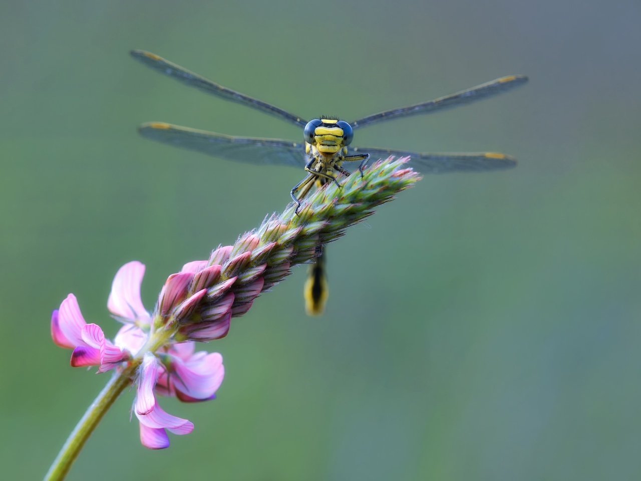 Обои ветка, макро, цветок, стрекоза, branch, macro, flower, dragonfly разрешение 2048x1427 Загрузить