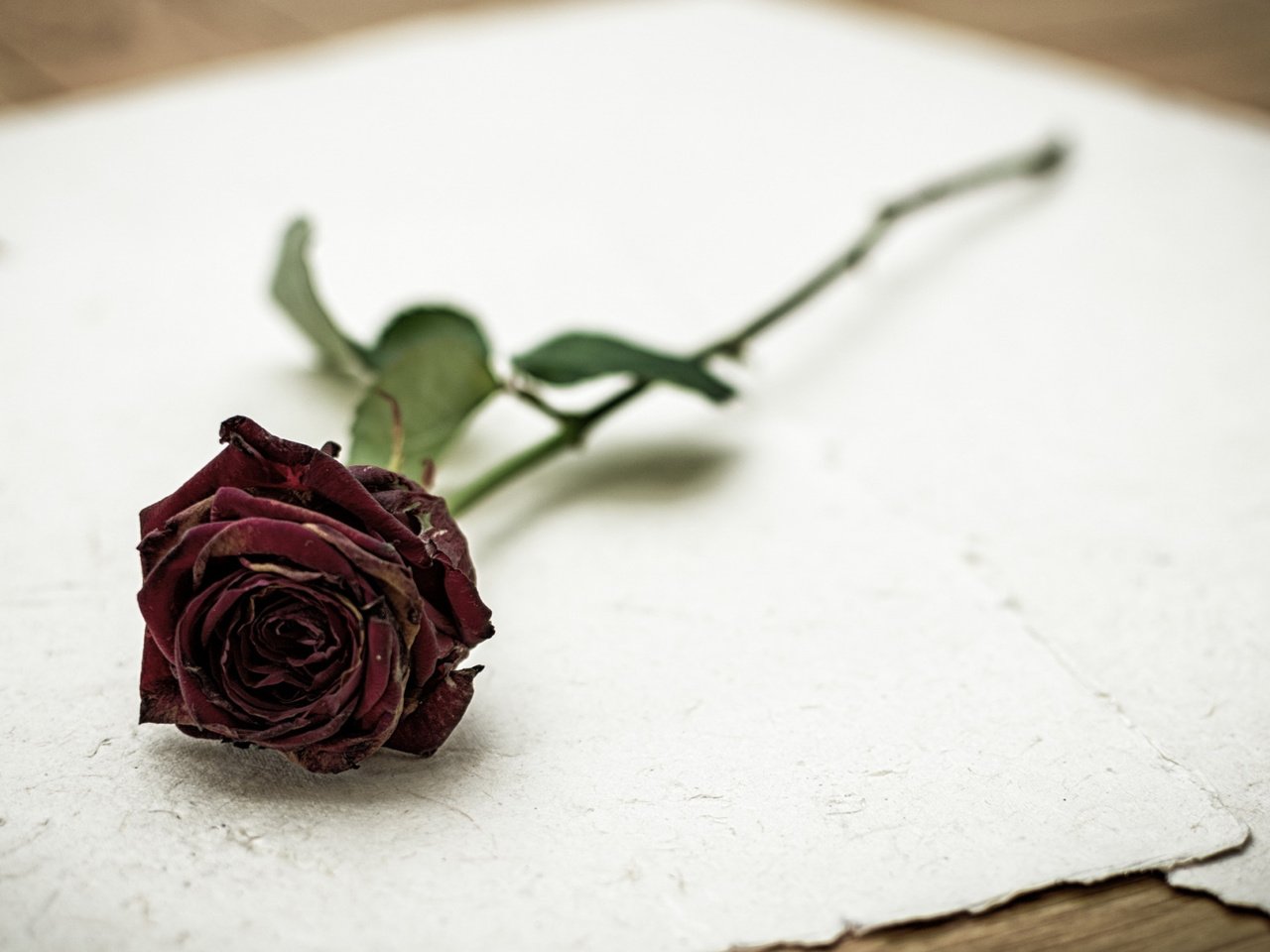 Обои фон, цветок, роза, бумага, background, flower, rose, paper разрешение 2112x1188 Загрузить