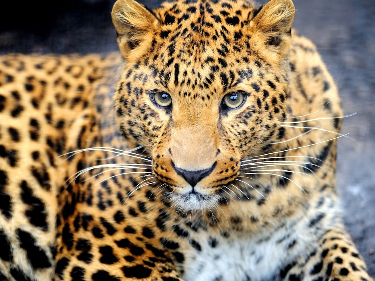Обои глаза, морда, взгляд, леопард, хищник, изображение, eyes, face, look, leopard, predator, image разрешение 2240x1400 Загрузить
