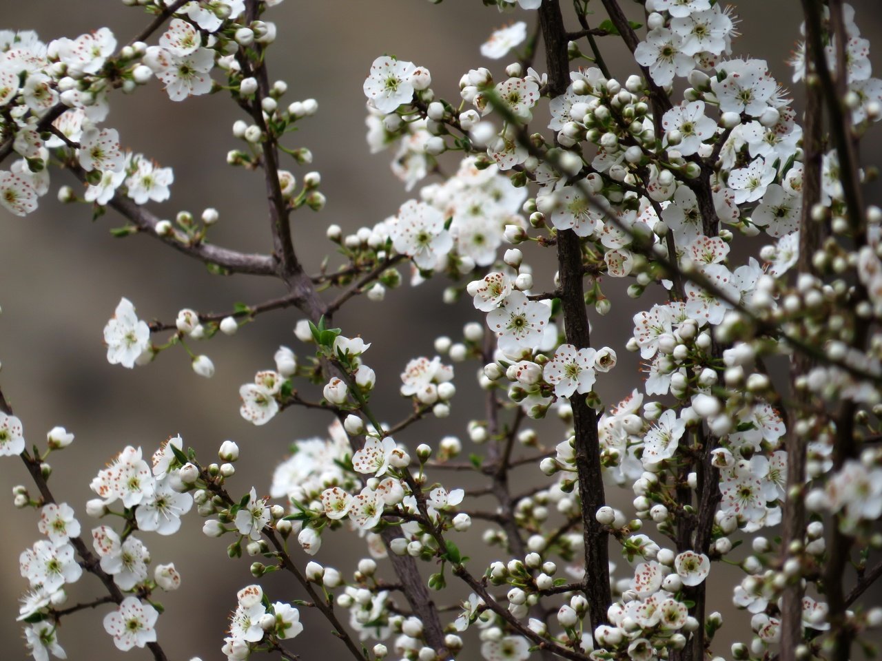 Обои цветы, природа, дерево, цветение, весна, вишня, сакура, flowers, nature, tree, flowering, spring, cherry, sakura разрешение 4000x3000 Загрузить