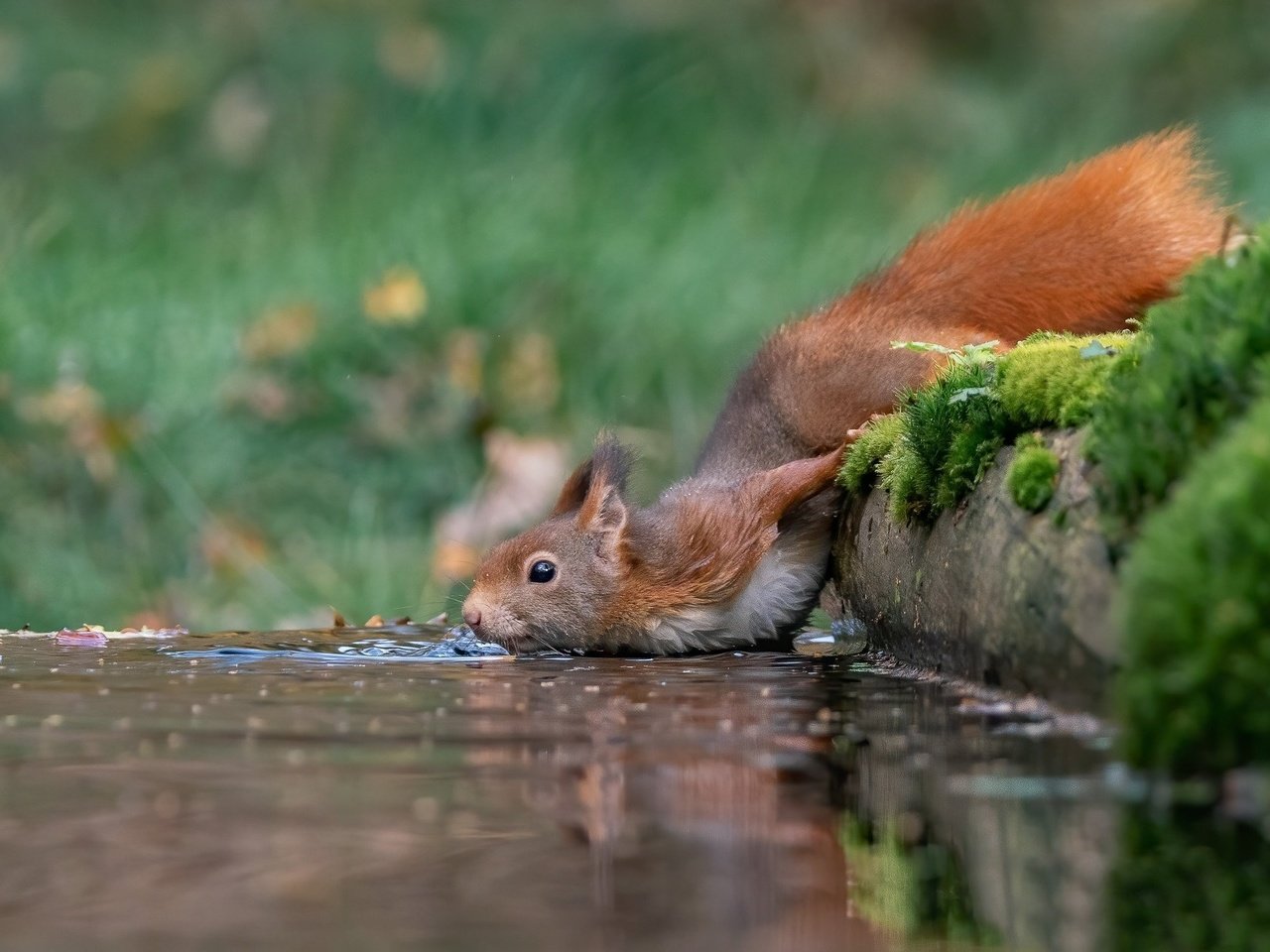 Обои вода, животные, рыжая, размытость, мох, белка, жажда, water, animals, red, blur, moss, protein, thirst разрешение 1920x1281 Загрузить