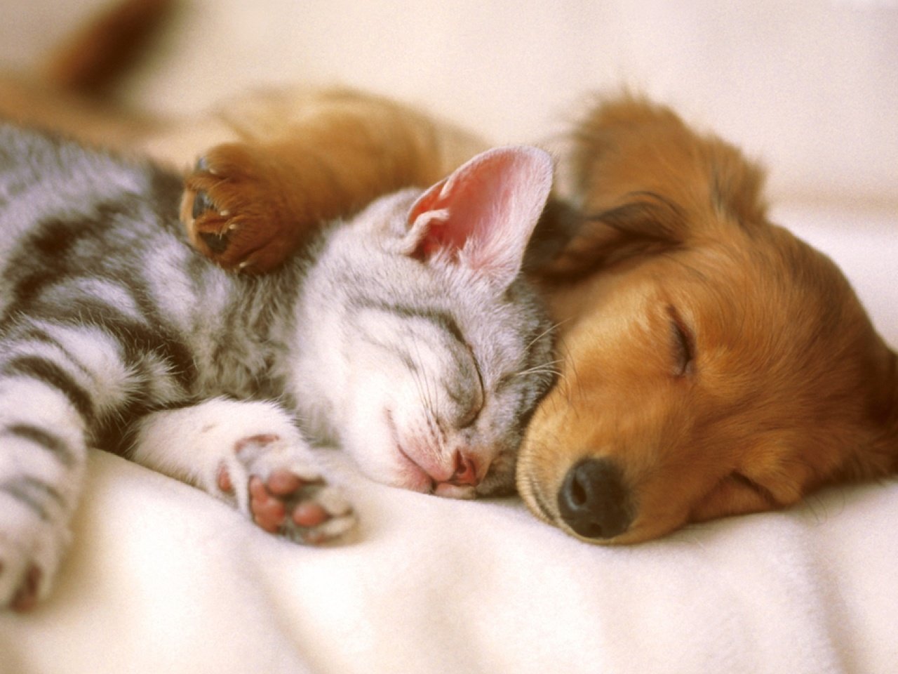 Обои кошка, сон, котенок, собака, щенок, cat, sleep, kitty, dog, puppy разрешение 1920x1080 Загрузить