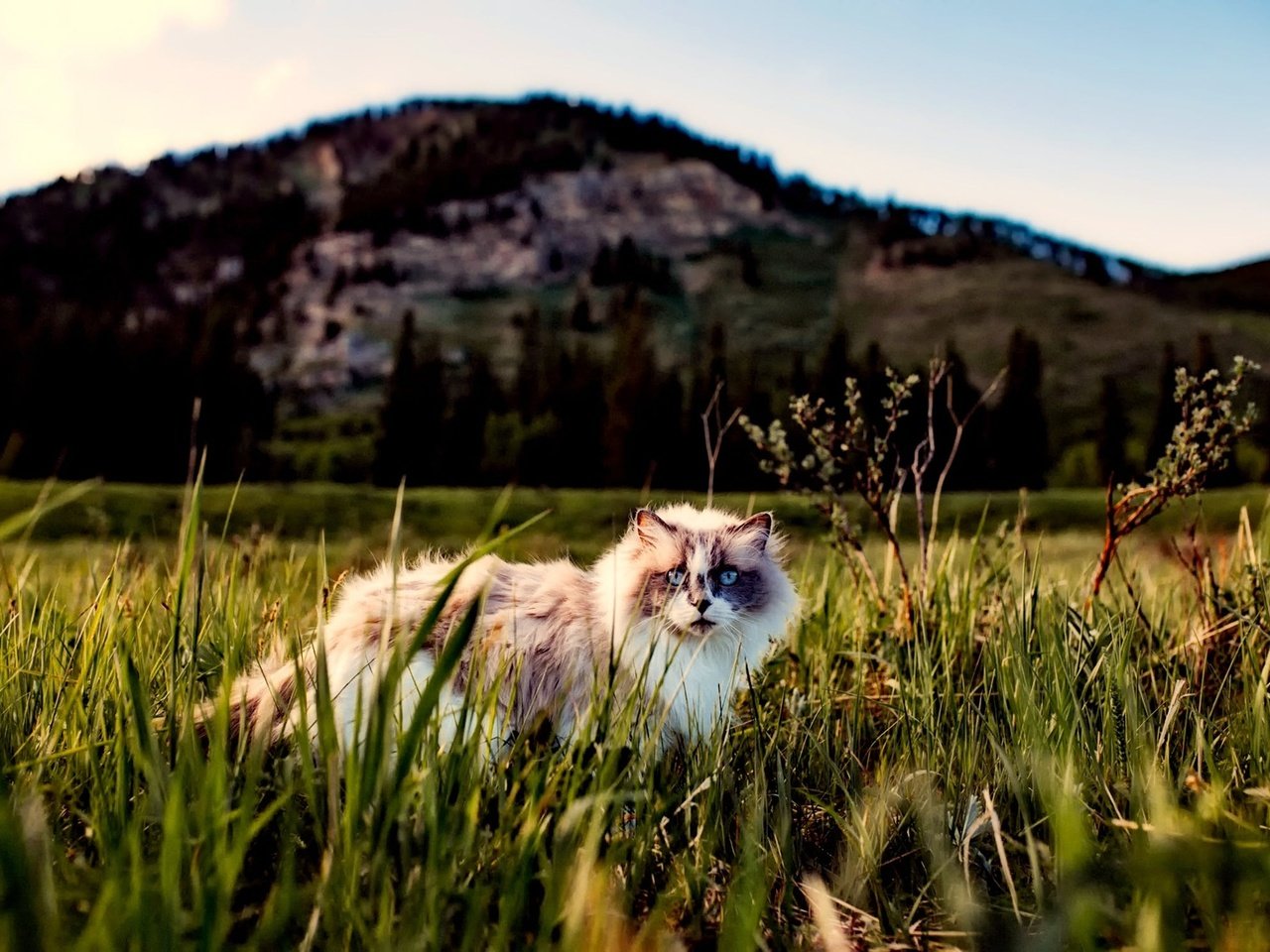 Обои трава, кот, кошка, пушистый, прогулка, grass, cat, fluffy, walk разрешение 2251x1500 Загрузить