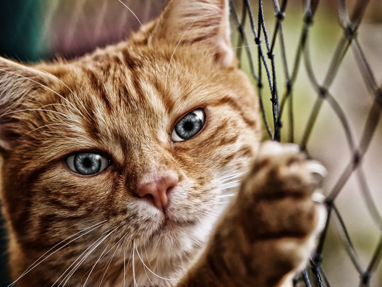 Обои кот, мордочка, кошка, взгляд, сетка, лапа, рабица, cat, muzzle, look, mesh, paw, netting разрешение 2560x1729 Загрузить