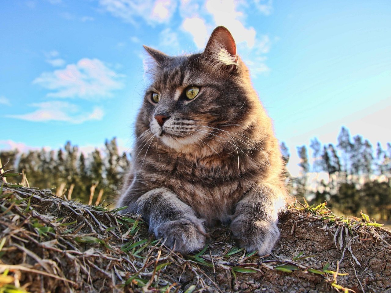 Обои небо, облака, кот, мордочка, лето, кошка, взгляд, the sky, clouds, cat, muzzle, summer, look разрешение 2048x1365 Загрузить