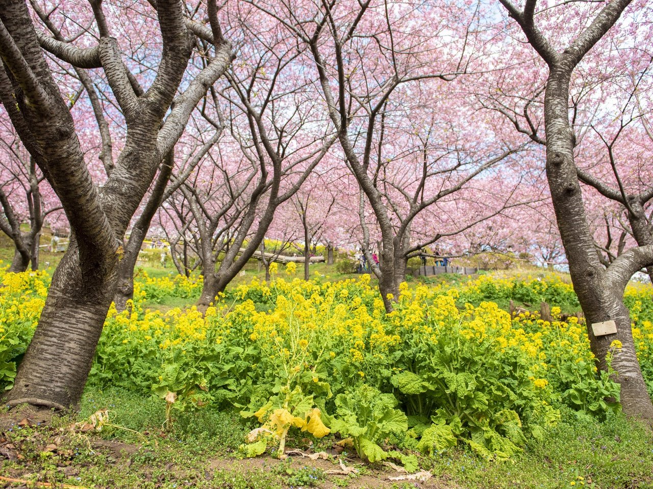 Обои цветы, цветение, парк, весна, сакура, flowers, flowering, park, spring, sakura разрешение 4000x2670 Загрузить