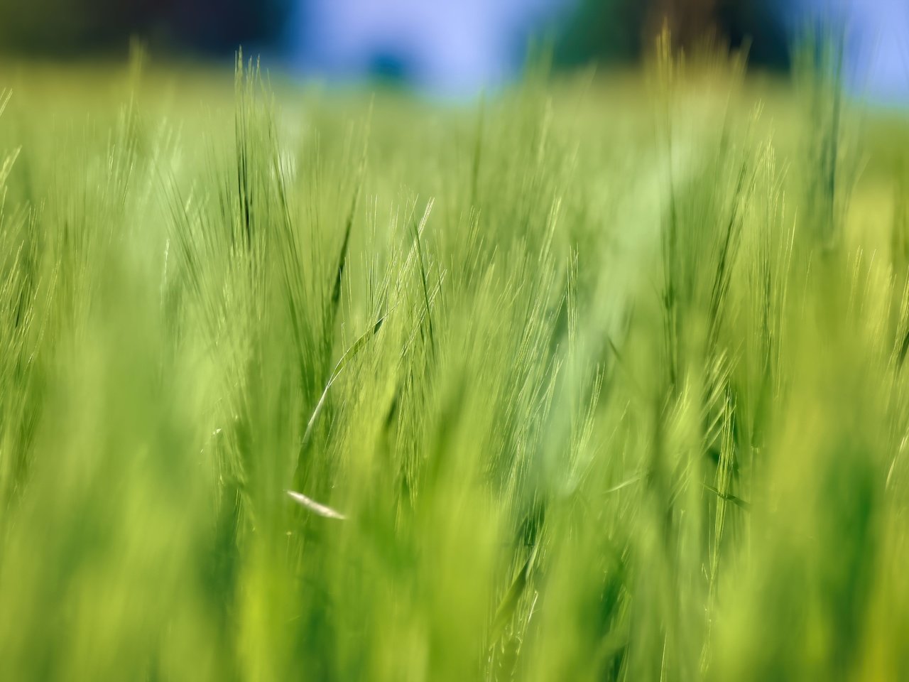 Обои природа, лето, размытость, колосья, пшеница, nature, summer, blur, ears, wheat разрешение 5184x3456 Загрузить