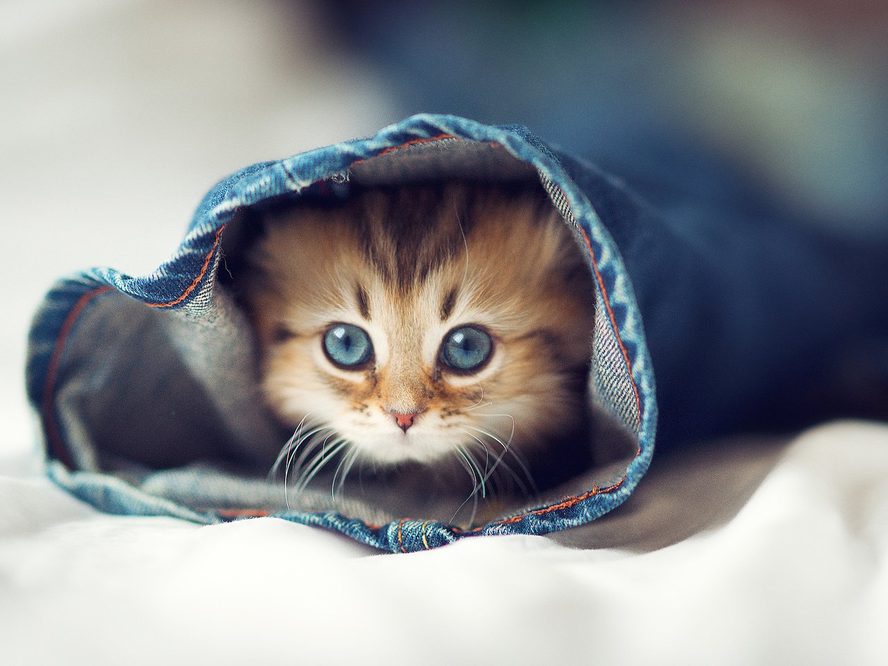 Обои глаза, кот, кошка, котенок, джинсы, постель, eyes, cat, kitty, jeans, bed разрешение 2048x1569 Загрузить