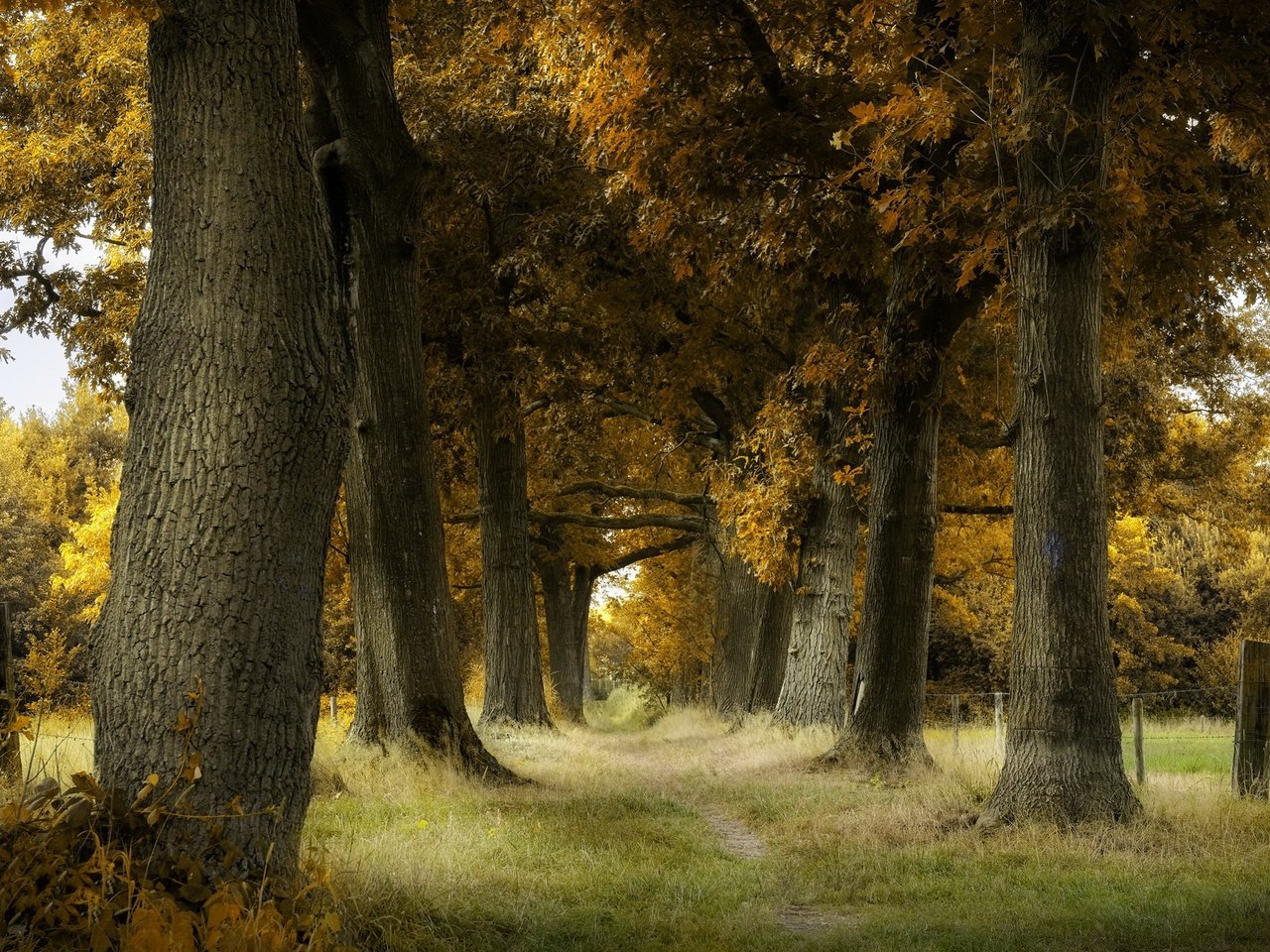 Обои деревья, стволы, осень, тропинка, trees, trunks, autumn, path разрешение 2048x1365 Загрузить