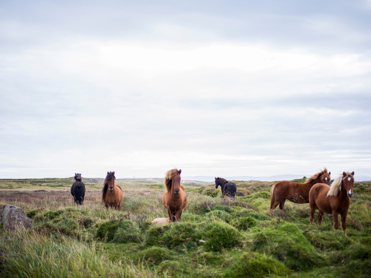 Обои лошади, пастбище, horse, pasture разрешение 6016x4016 Загрузить