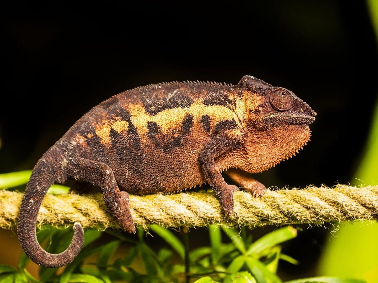 Обои черный фон, веревка, канат, хамелеон, рептилия, black background, rope, chameleon, reptile разрешение 2000x1334 Загрузить