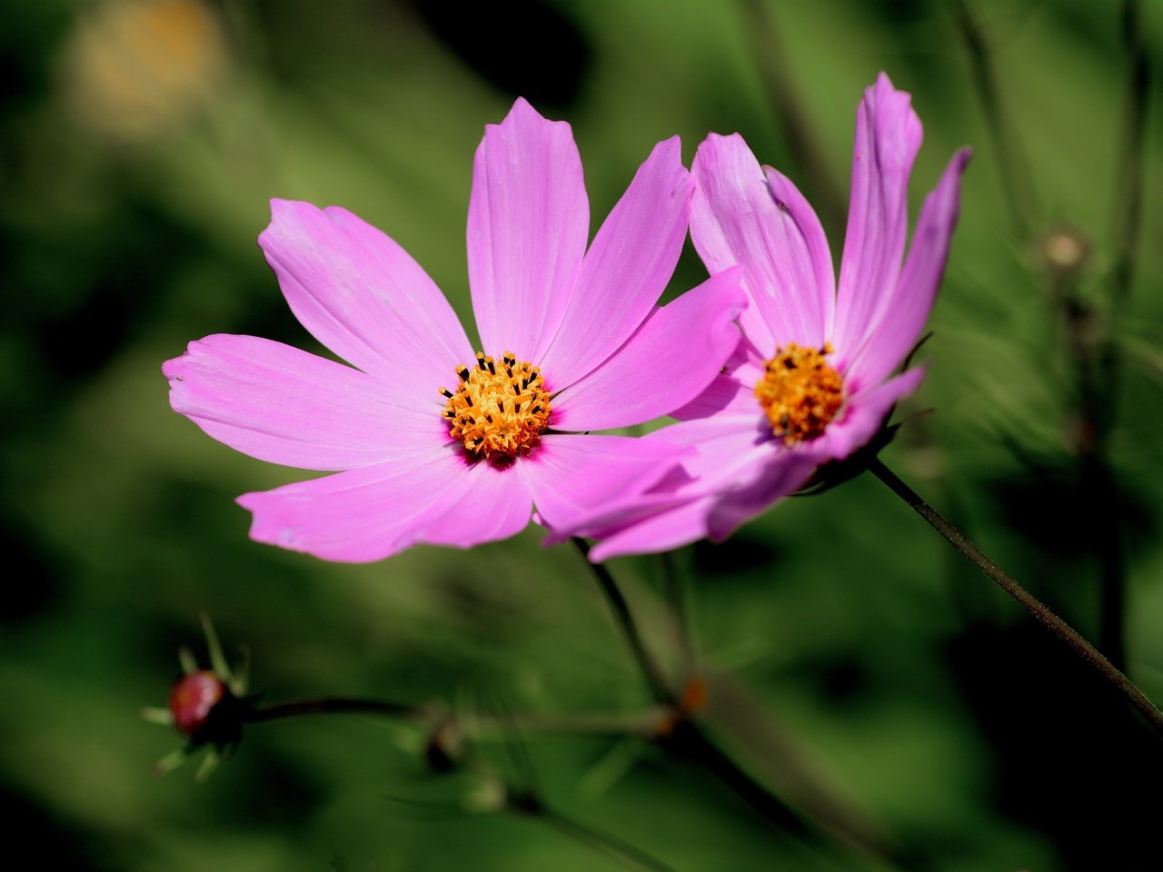 Обои цветы, фон, космея, flowers, background, kosmeya разрешение 6000x4000 Загрузить