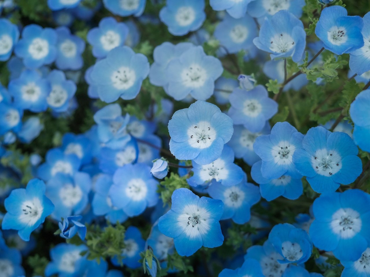 Обои цветы, голубые, немофила, flowers, blue, nemophila разрешение 4240x2384 Загрузить