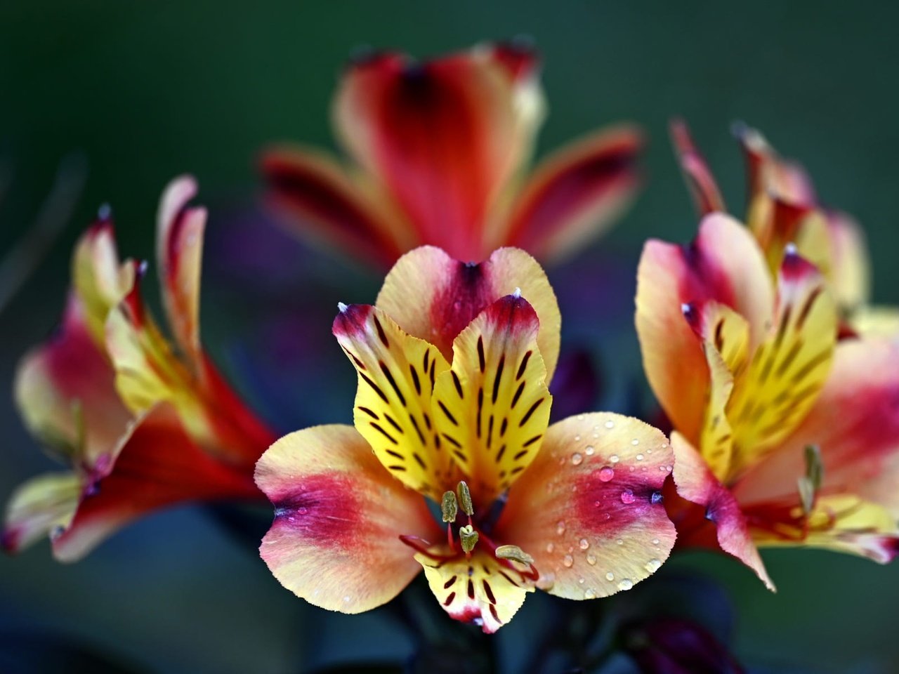 Обои цветы, капли, яркие, боке, альстромерия, flowers, drops, bright, bokeh, alstroemeria разрешение 2000x1198 Загрузить