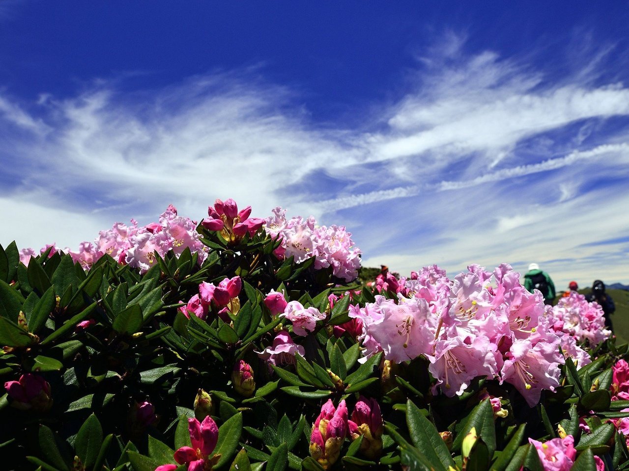 Обои цветы, облака, холмы, розовые, синева, азалия, рододендроны, flowers, clouds, hills, pink, blue, azalea, rhododendrons разрешение 2048x1367 Загрузить