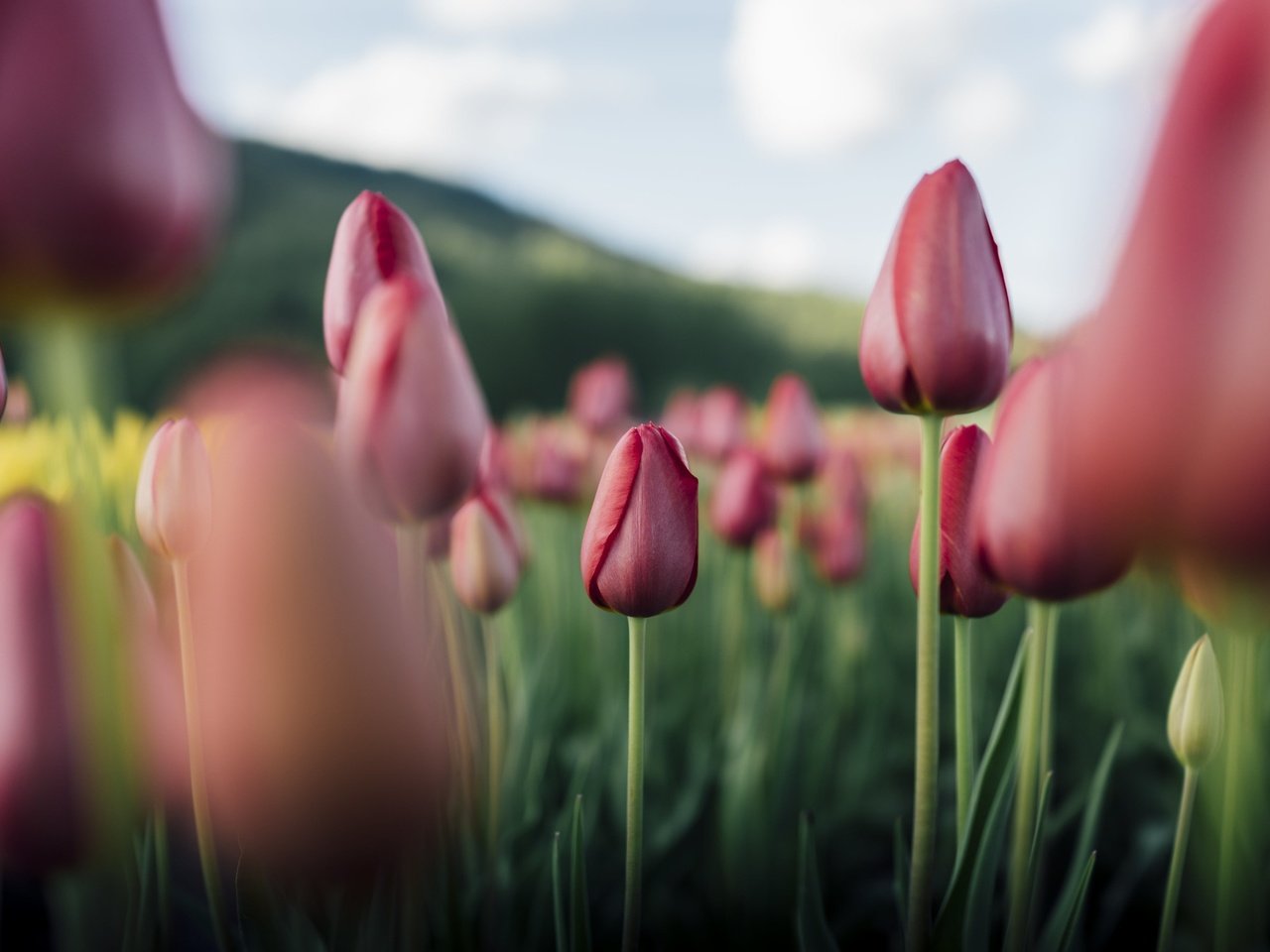 Обои цветы, природа, тюльпаны, flowers, nature, tulips разрешение 2048x1366 Загрузить