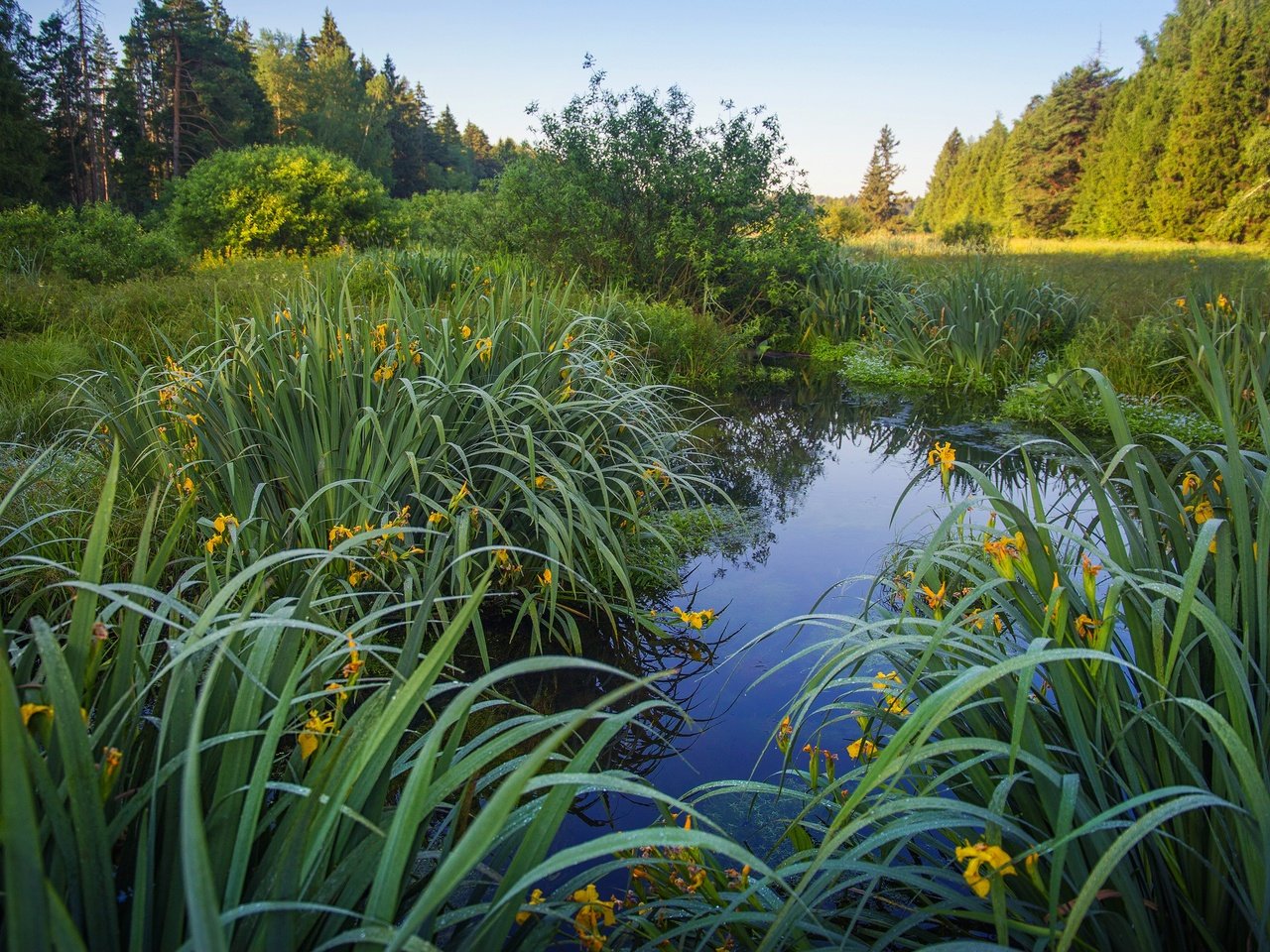 Обои цветы, трава, озеро, берег, листья, водоем, пруд, ирисы, flowers, grass, lake, shore, leaves, pond, irises разрешение 3840x2160 Загрузить