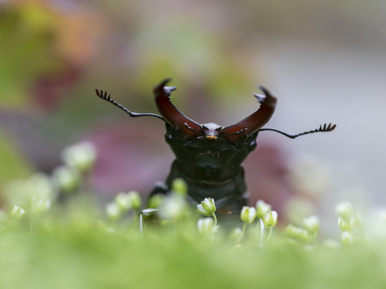 Обои цветы, жук, макро, насекомое, поляна, боке, жук-олень, flowers, beetle, macro, insect, glade, bokeh, stag beetle разрешение 5259x3506 Загрузить