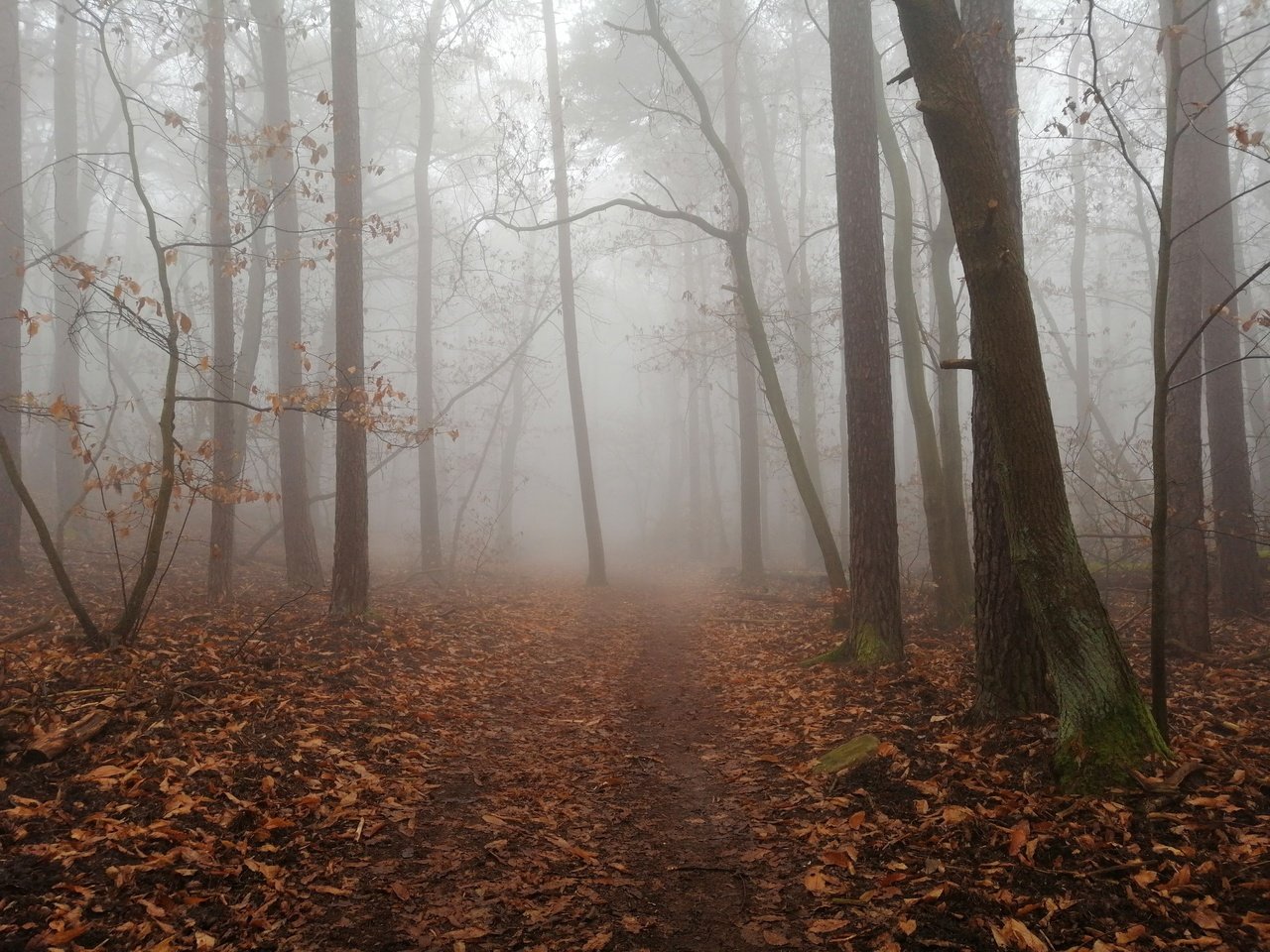 Обои деревья, природа, лес, листья, туман, осень, тропинка, trees, nature, forest, leaves, fog, autumn, path разрешение 4618x3464 Загрузить