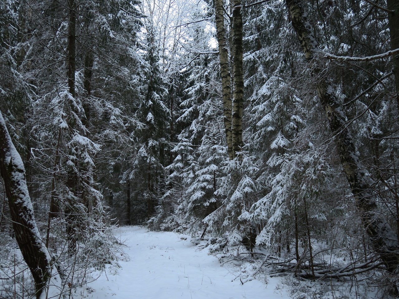 Обои деревья, снег, природа, лес, зима, тропа, trees, snow, nature, forest, winter, trail разрешение 5472x3648 Загрузить