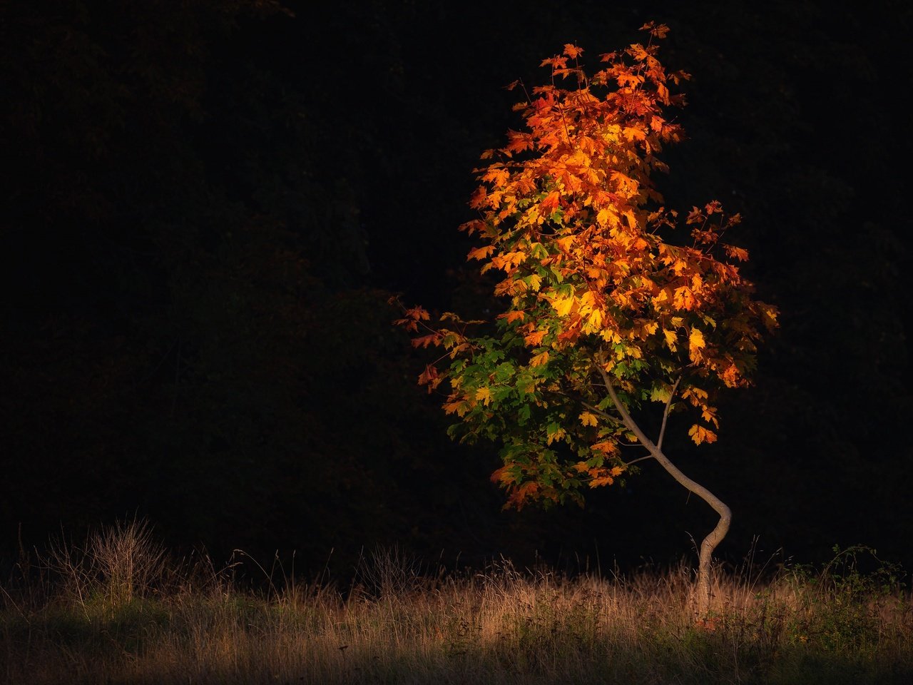 Обои дерево, поле, листва, осень, черный фон, клен, осенние листья, tree, field, foliage, autumn, black background, maple, autumn leaves разрешение 3840x2160 Загрузить