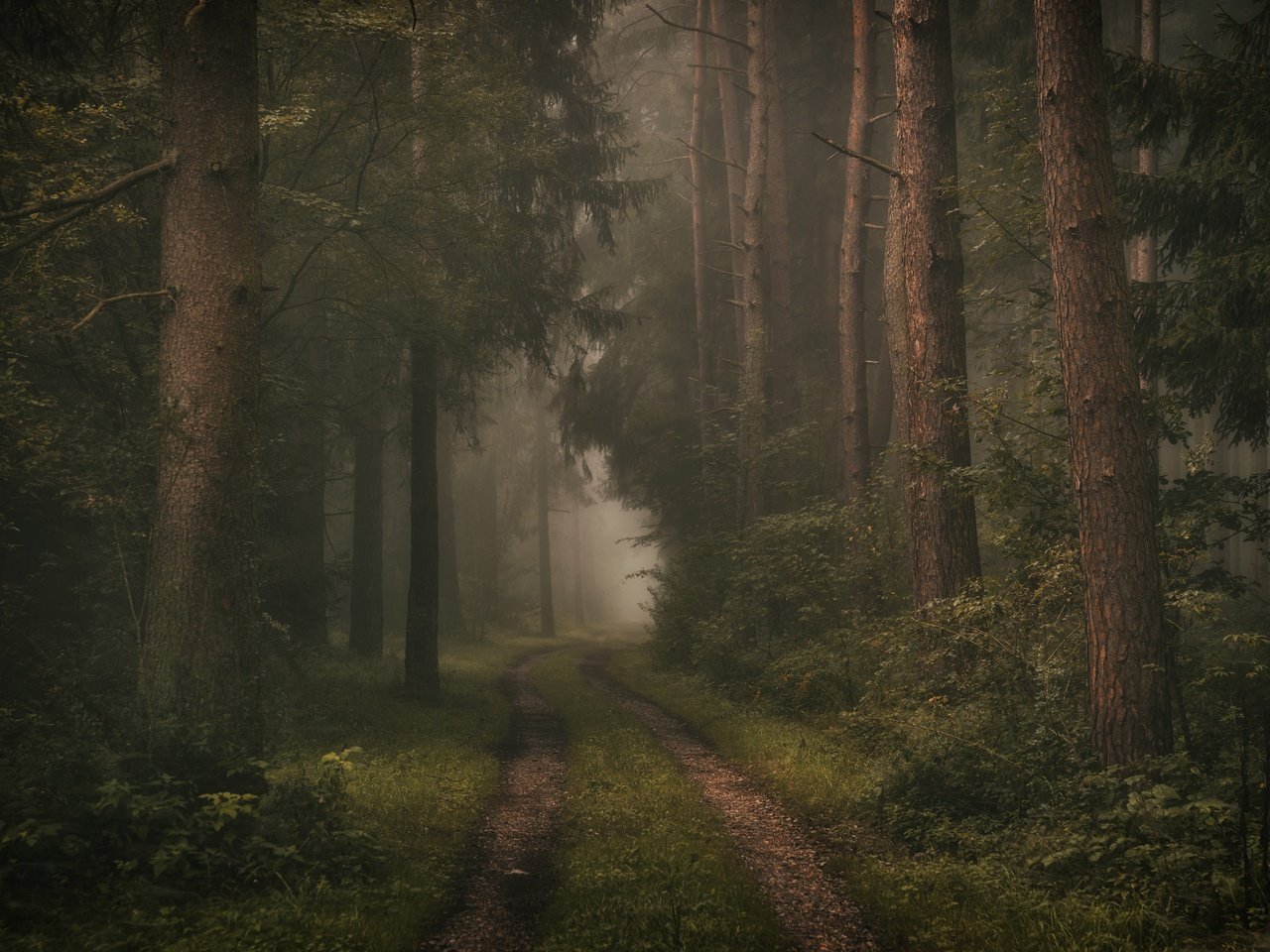 Обои дорога, деревья, лес, road, trees, forest разрешение 6000x4000 Загрузить