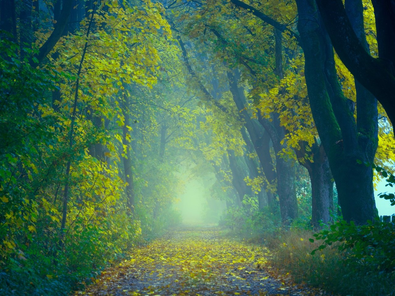 Обои дорога, деревья, природа, лес, листья, туман, осень, road, trees, nature, forest, leaves, fog, autumn разрешение 6000x4000 Загрузить