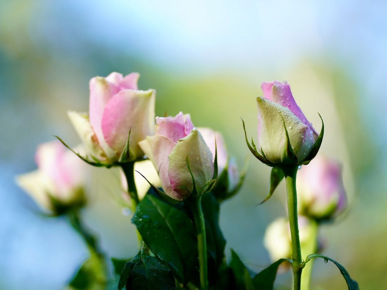 Обои фон, капли, розы, букет, нежные, боке, background, drops, roses, bouquet, gentle, bokeh разрешение 4000x2669 Загрузить