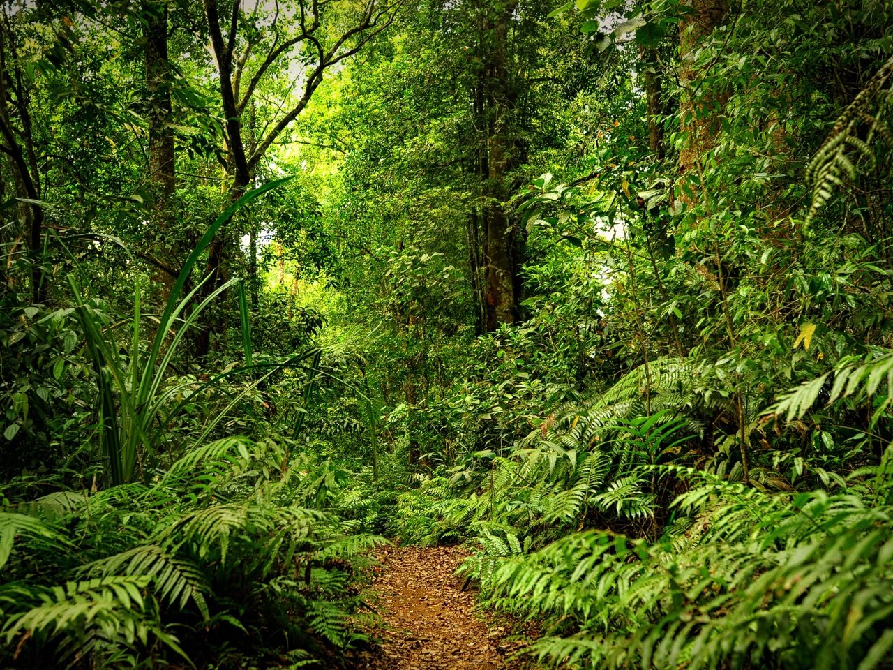 Обои лес, тропинка, дождь, forest, path, rain разрешение 2880x1800 Загрузить