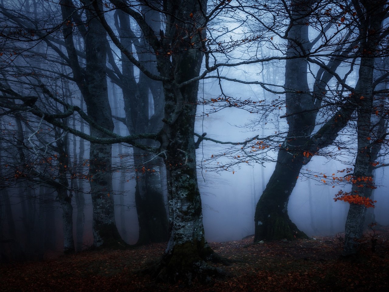 Обои лес, туман, ветки, осень, сумерки, полумрак, forest, fog, branches, autumn, twilight разрешение 3840x2160 Загрузить