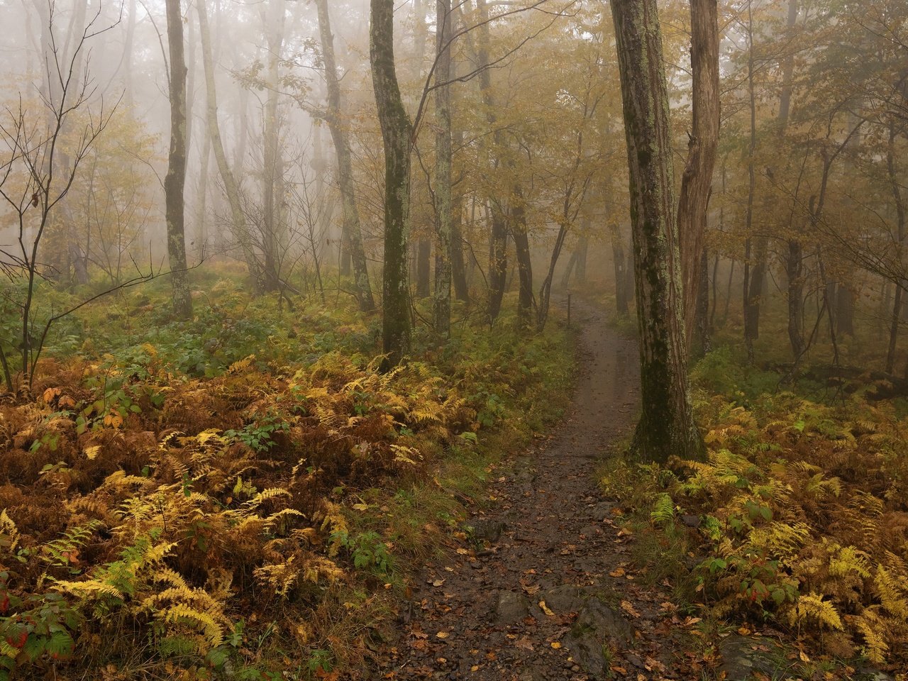 Обои деревья, лес, туман, осень, тропинка, папоротник, trees, forest, fog, autumn, path, fern разрешение 3840x2160 Загрузить