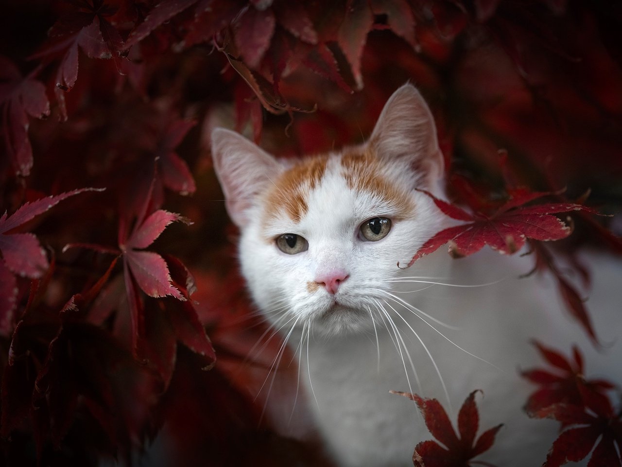 Обои листья, кот, мордочка, взгляд, осень, leaves, cat, muzzle, look, autumn разрешение 2048x1365 Загрузить