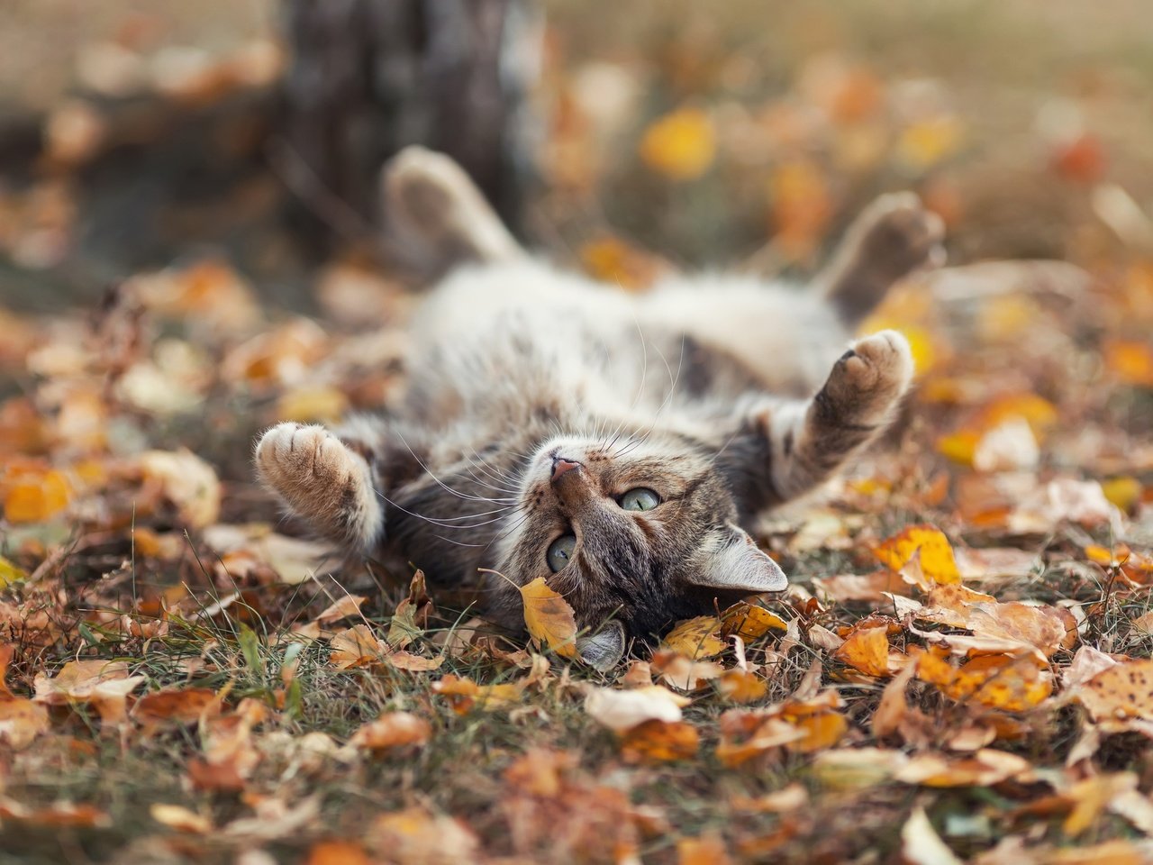 Обои листья, кот, осень, leaves, cat, autumn разрешение 1920x1199 Загрузить