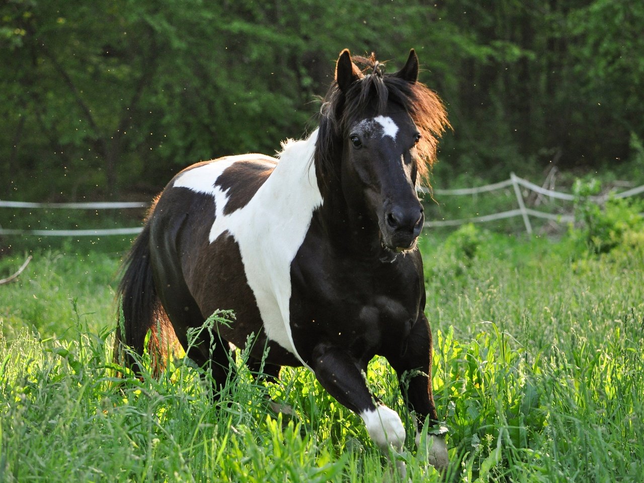 Обои лошадь, природа, конь, бег, horse, nature, running разрешение 2880x1913 Загрузить