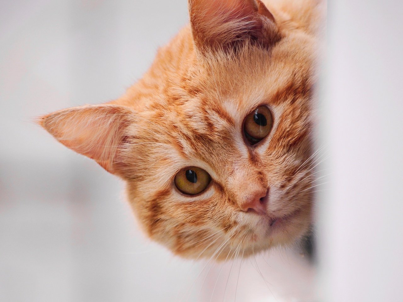 Обои морда, портрет, кот, кошка, котенок, рыжий, светлый фон, выглядывает, face, portrait, cat, kitty, red, light background, peeps разрешение 3840x2160 Загрузить