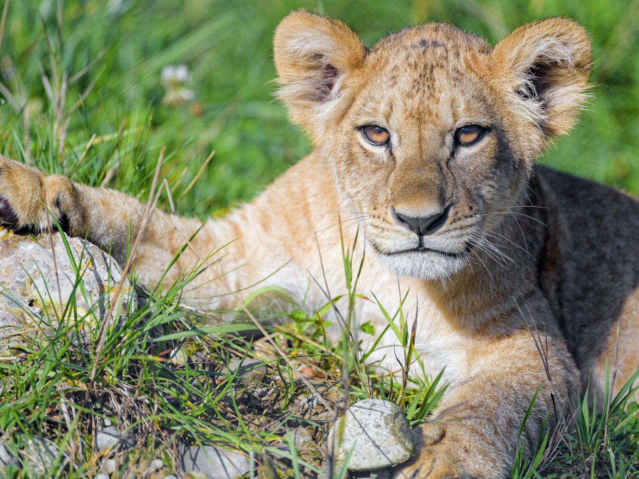 Обои морда, трава, портрет, лапы, взгляд, лежит, львёнок, face, grass, portrait, paws, look, lies, lion разрешение 5152x3435 Загрузить