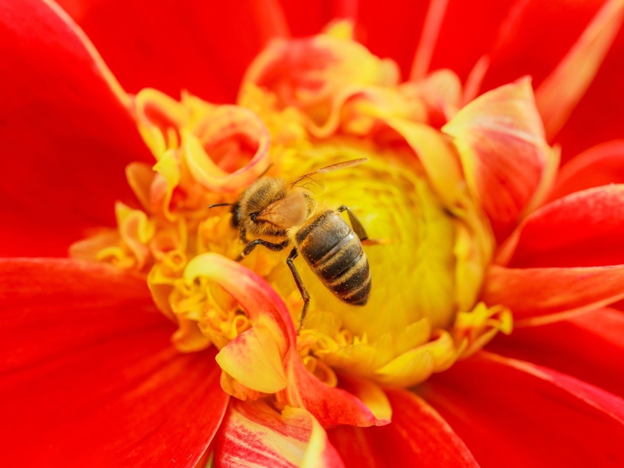 Обои насекомое, цветок, пчела, insect, flower, bee разрешение 3072x2048 Загрузить