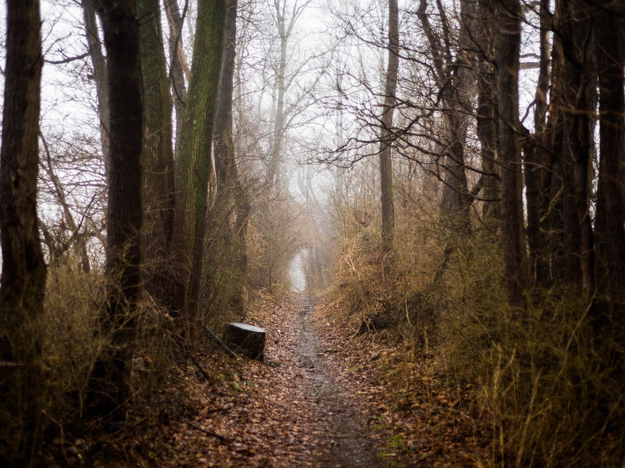 Обои небо, деревья, природа, туман, осень, тропинка, пенек, the sky, trees, nature, fog, autumn, path, stump разрешение 6016x4016 Загрузить