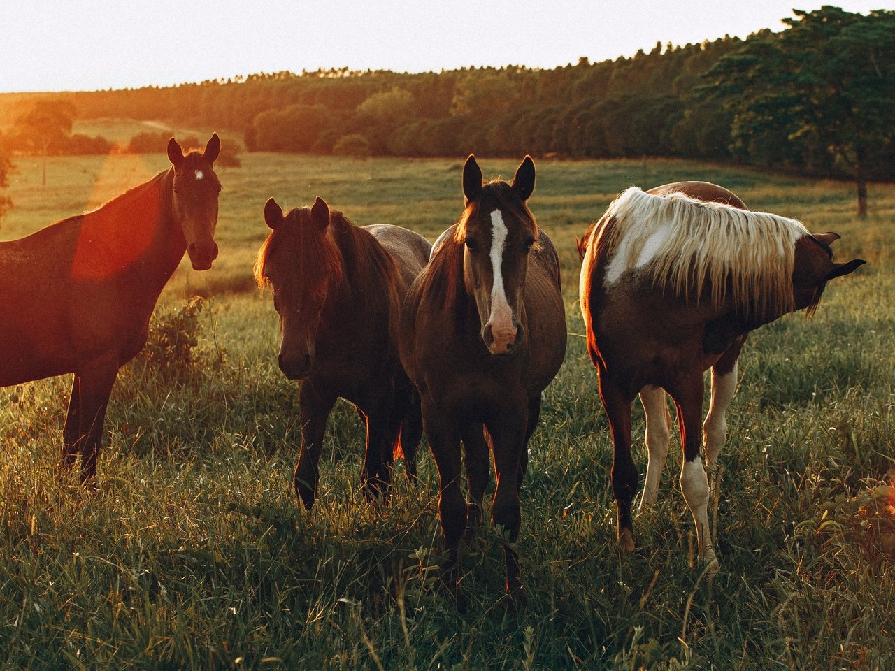 Обои поле, лошади, кони, солнечный свет, field, horse, horses, sunlight разрешение 3840x2160 Загрузить