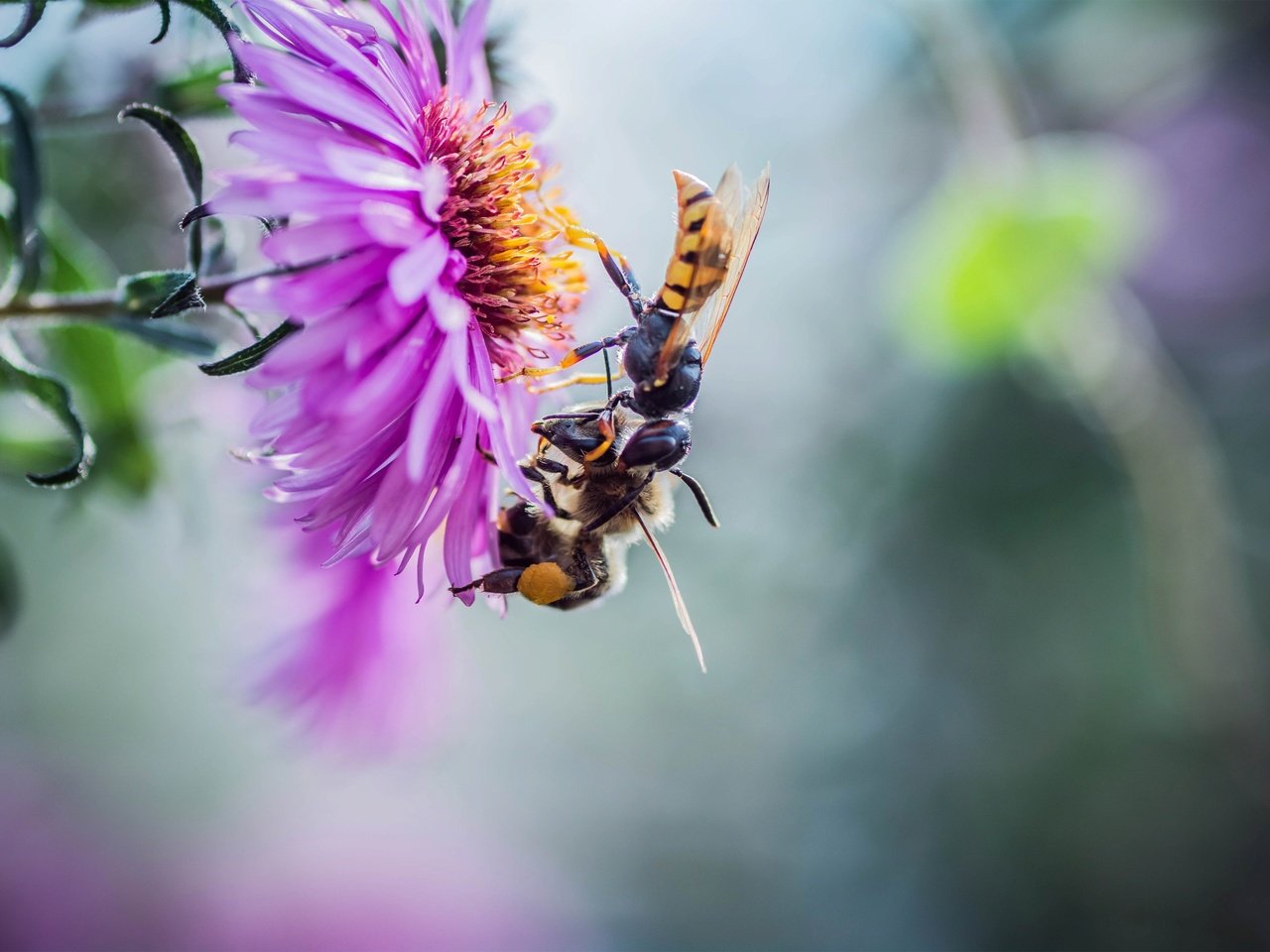 Обои природа, макро, цветок, насекомые, парочка, пчелы, nature, macro, flower, insects, a couple, bees разрешение 3600x2400 Загрузить