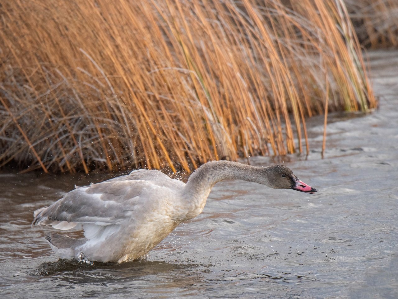 Обои природа, птица, лебедь, nature, bird, swan разрешение 3840x2160 Загрузить