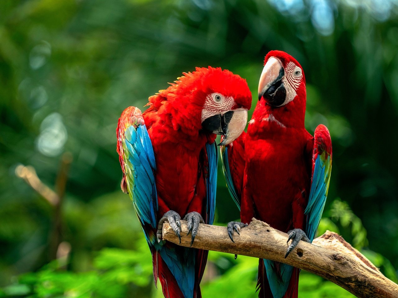 Обои птицы, парочка, попугаи, birds, a couple, parrots разрешение 6144x4098 Загрузить