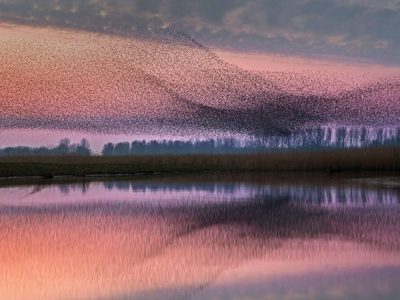 Обои птицы, стая, нидерланды, скворцы, birds, pack, netherlands, starlings разрешение 5542x3117 Загрузить