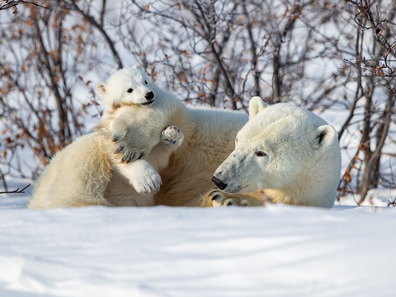 Обои снег, зима, кусты, медвежонок, белые медведи, медведица, полярные медведи, snow, winter, the bushes, bear, polar bears разрешение 4096x2731 Загрузить