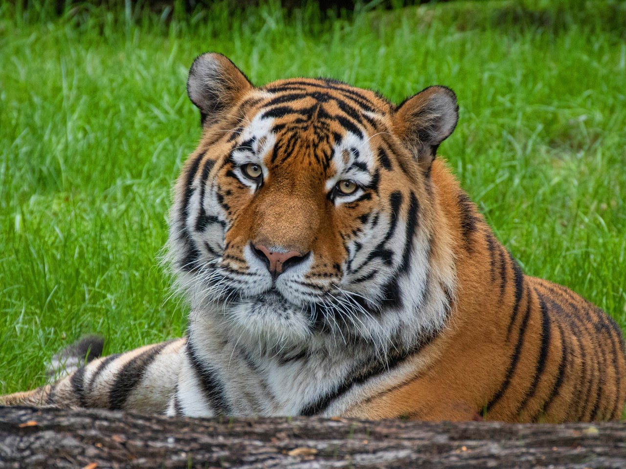 Обои тигр, морда, трава, портрет, взгляд, бревно, tiger, face, grass, portrait, look, log разрешение 3840x2427 Загрузить