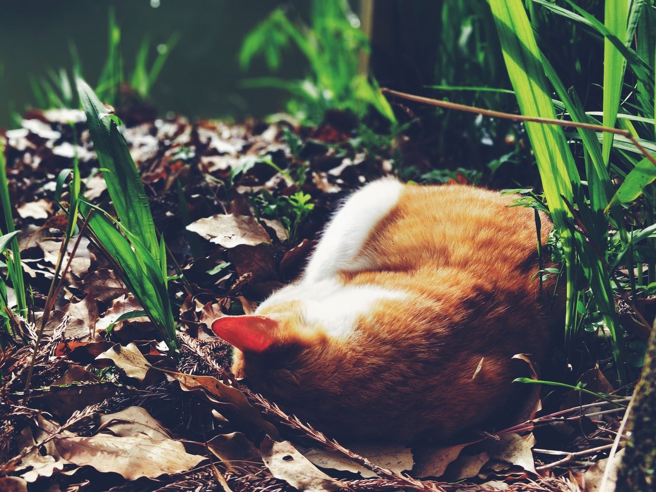 Обои трава, кот, спит, рыжий, grass, cat, sleeping, red разрешение 4608x3456 Загрузить