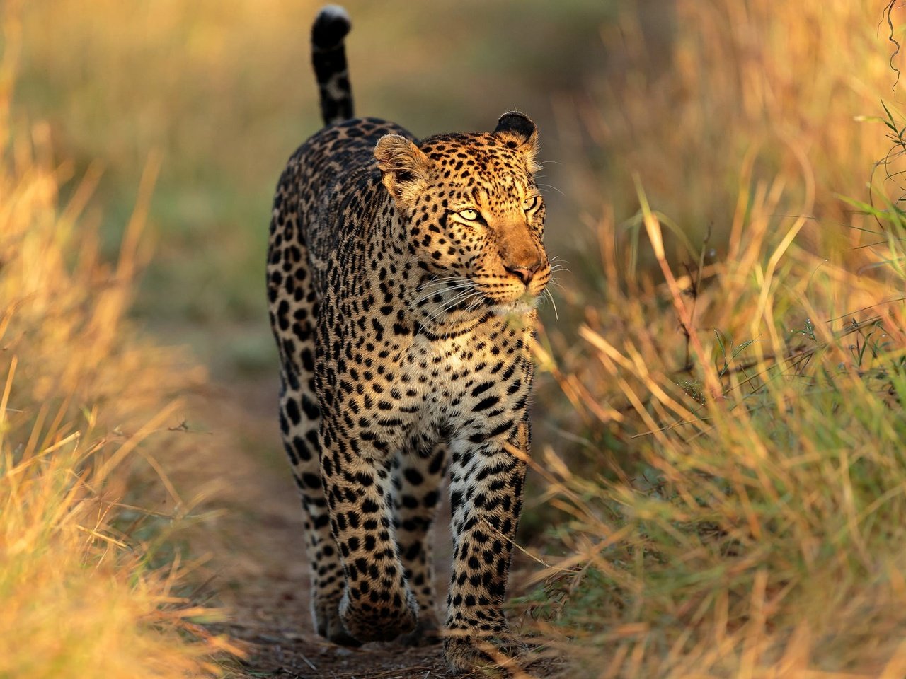 Обои трава, тропинка, леопард, прогулка, grass, path, leopard, walk разрешение 2000x1333 Загрузить