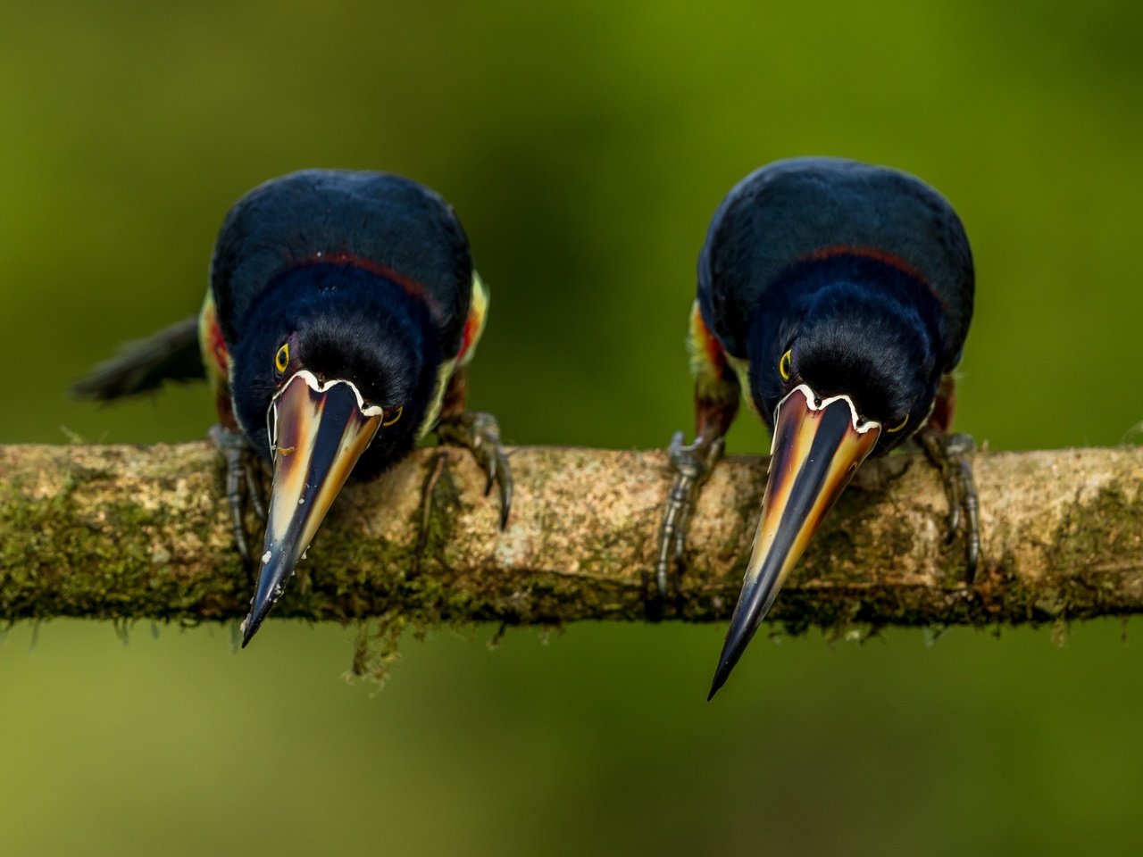 Обои ветка, фон, поза, птицы, тукан, две, две птицы, branch, background, pose, birds, toucan, two, two birds разрешение 3043x2092 Загрузить