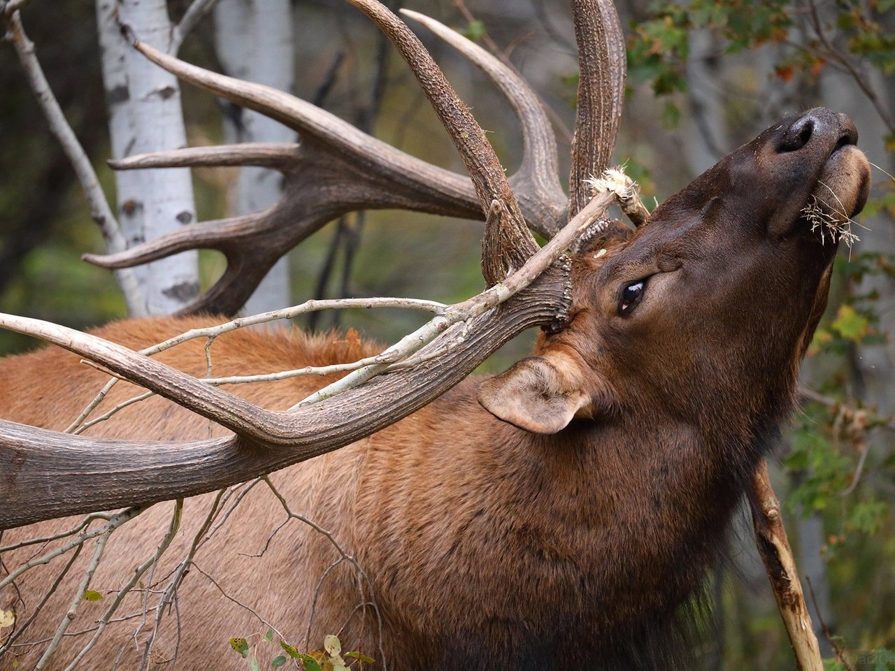 Обои ветка, олень, рога, вапити, branch, deer, horns, wapiti разрешение 2048x1365 Загрузить